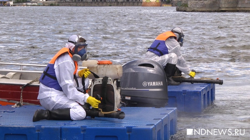 Власти Белграда предупредили об опасности заражения смертельной лихорадкой Западного Нила
